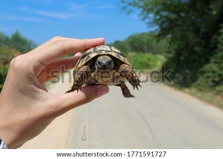 Holding a cute little turtle in the middle of the road. Green nature in the background, closed-up macro picture.