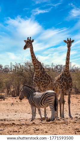 Girafes at etosha national park, Namibia
