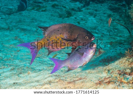 Creole wrasse (Clepticus parrae) Cozumel, Mexico