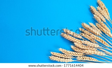 Spikelets of wheat on a blue background. Simple flat lay with copy space. Stock photography.