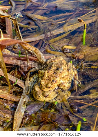 Couple of common toads (Bufo bufo) mating in water pond. Wild european toads mating season