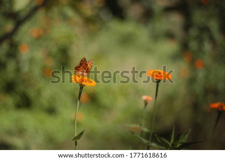 Flowers and butterfly in a cloudy day