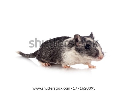young gerbil in front of white background