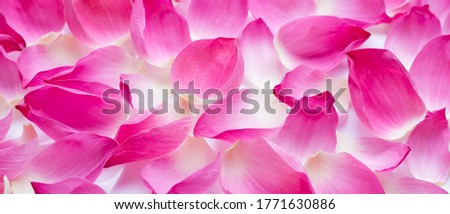 Pink lotus petals on white for background. 