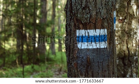White and blue marking of the hiking trail on a tree in the forest, in Poland, near Łódź.