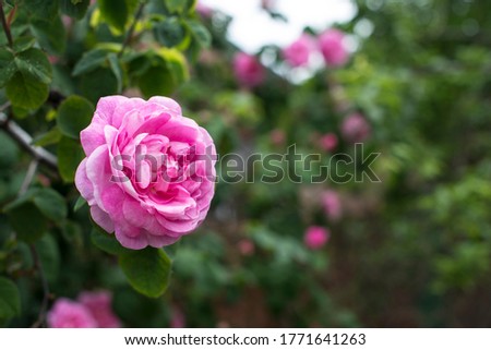 Fresh Bulgarian pink rose on natural background with place for text. Summer wallpaper. Organic natural concept. Tea rose rosebush