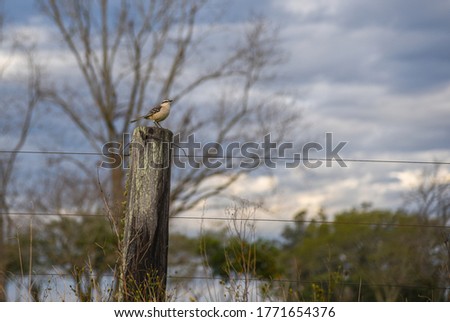 Mimus saturninus bird. Fauna from the pampa biome in Brazil. Dawn in the countryside. Rural landscape.