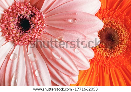 Fresh gerbera flowers with water drops. Droplets on gerbera petals. Shallow depth of field. Selective focus.