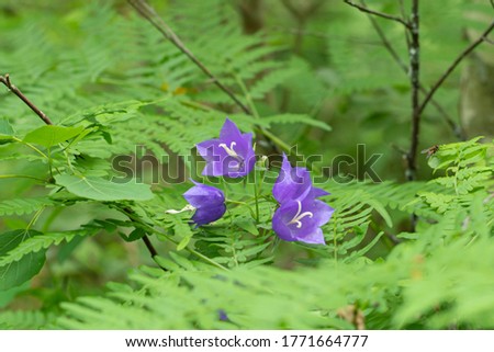 Campanula rotundifolia blooming purple flower inside fern