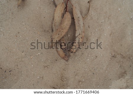 A closeup picture of dry leaves in beige sand under the sunlight
