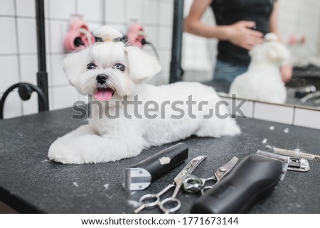 Maltese dog at grooming salon. High quality photo