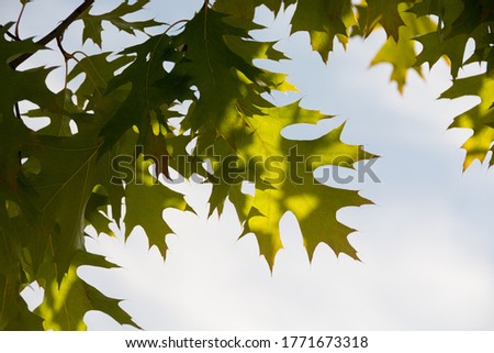 Green oak leaves in summer
