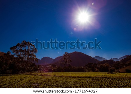 Extensive green agricultural plantation in the mountains on a sunny day and blue sky
