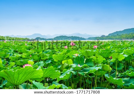 Hangzhou West Lake summer lotus leaf