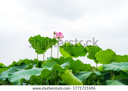 Blooming lotus and green lotus leaf