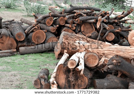 Wooden Logs with Forest on Background  Trunks of trees cut and stacked in the foreground.
