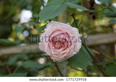 Queen of Sweden English Climbing Rose Bloom