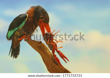 
A Javan kingfisher (Halcyon cyanoventris) is preying on a small lobster in dry wood.