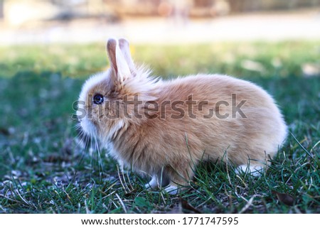 Beautiful decorative domestic rabbit on a meadow eats. A pet in the wild in the open air. Stock background for design