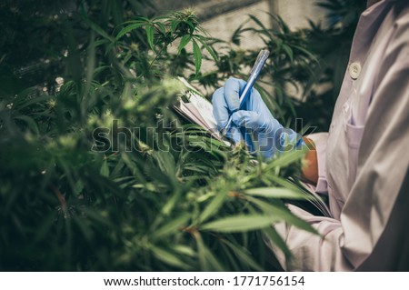 scientist checking organic hemp wild plants in a cannabis weed commercial greenhouse. Concept of herbal alternative medicine, cbd oil, pharmaceptical industry Royalty-Free Stock Photo #1771756154