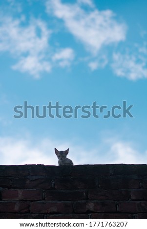 A cat staring art camera from a wall ,beautiful blue sky in the background