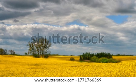 The rural landscape, the picture shows a view of the flowering rapeseed, Poland around Sztum