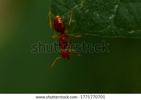 Close up image of a brown red ant on a green bean plant leaf. Isolated ant is seen in details as it hangs upside down with few of its feet while his head is free. 