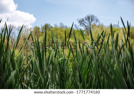 Green grass on blue clear sky, spring nature theme. Landscape.
