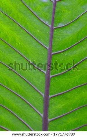 close green leaves in nature background and texture