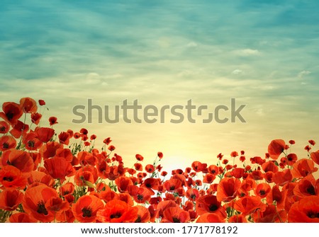 Beautiful red poppy flowers under sky at sunset