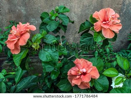 The picture of Hibiscus rosa & buds.