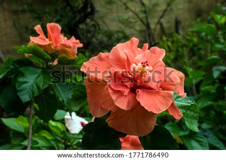 The picture of Hibiscus rosa & buds.