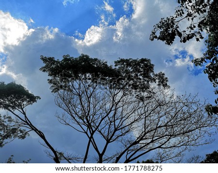 The twigs of the big tree lay against the blue sky and white fluffy clouds at dawn.



