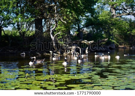 geese swimming in the lake