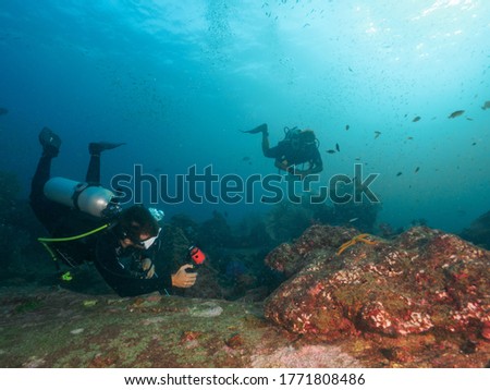 Scuba divers in the coral reef