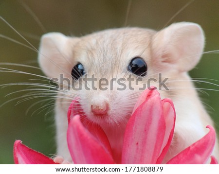 A gerbil is a small mammal of the subfamily Gerbillinae