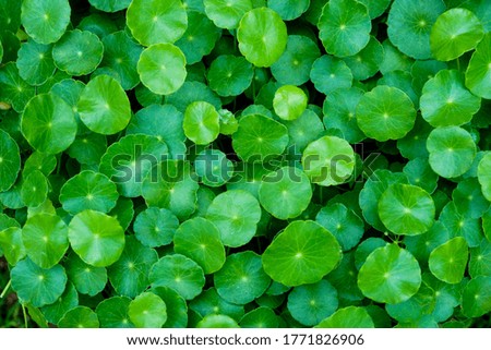 Bright green plants texture background.