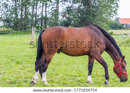 Horse grazes in the meadow and spontaneously a bird flies on its back