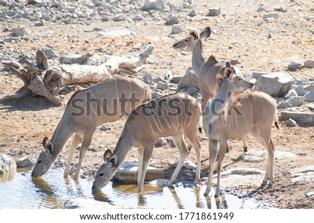 Kudu in the Etosha National Park Namibia South Africa