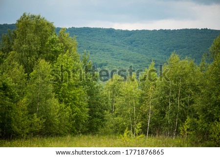 Forest and glades in the mountains on a tourist route
