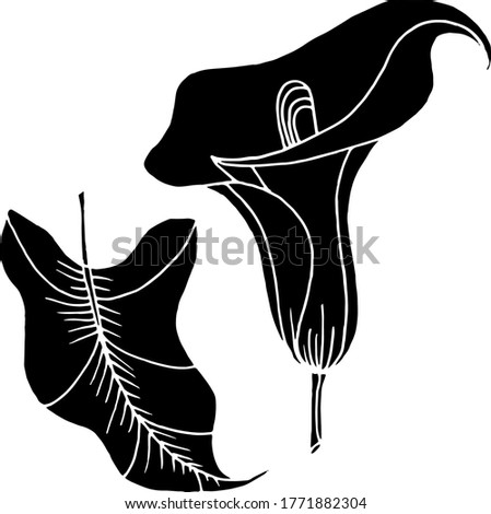 Vector sketch of calla lily flowers. Nature. Sketch, illustration. decorative
