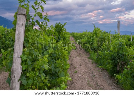 Sunset landscape of green vineyards in the summer in Bulgaria. Bulgarian vineyards plantations with traditional local grape varieties and international grape
