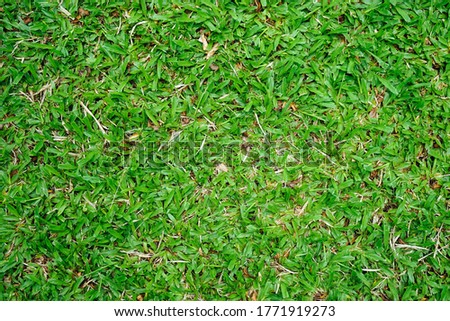 Natural green grass can be use as background