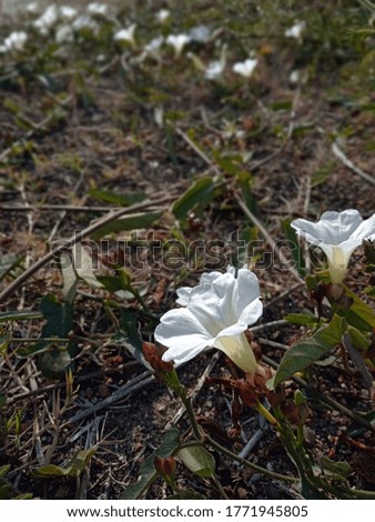 Pictures of white flowers in the garden in the autumn season