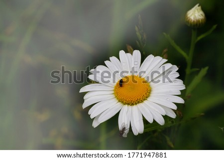 Daisy flower banner with green background, medicinal plants and herbs. Banner with camomile. Spring text background. Nature background with copy space.