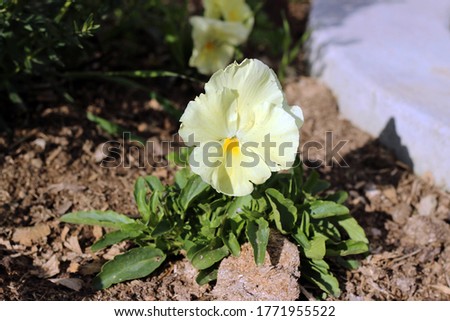 Pansies Viola White Flower in June