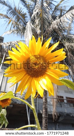 Close-up pictures of bright and beautiful yellow sunflowers in the garden during the summer season