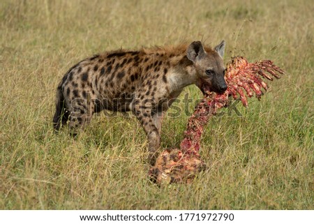 Spotted hyena stands in grass gnawing bones
