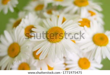 many white daisies on a green background.selective focus
