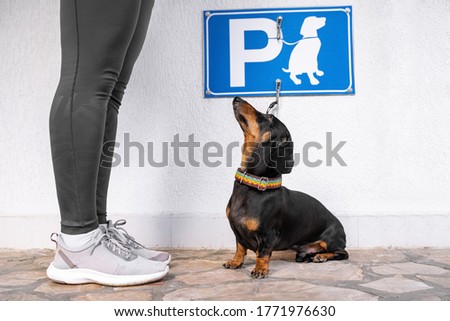 Owner leaves cute obedient dachshund tied with leash to hook on wall in special place for pets under the dog parking sign. Human went to place where animals are prohibited.